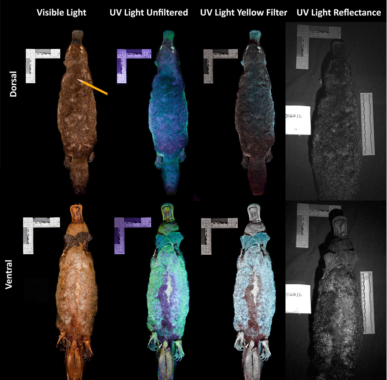 Animals that shine in the dark: biofluorescence